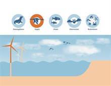 9.Effecten op de natuur_vogels