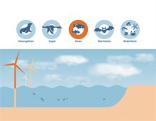 Effecten op de natuur_vissen
