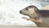 Wind op zee _ zeezoogdieren _ zeehond _ 1