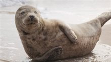 Wind op zee _ zeezoogdieren _ zeehond _ 2